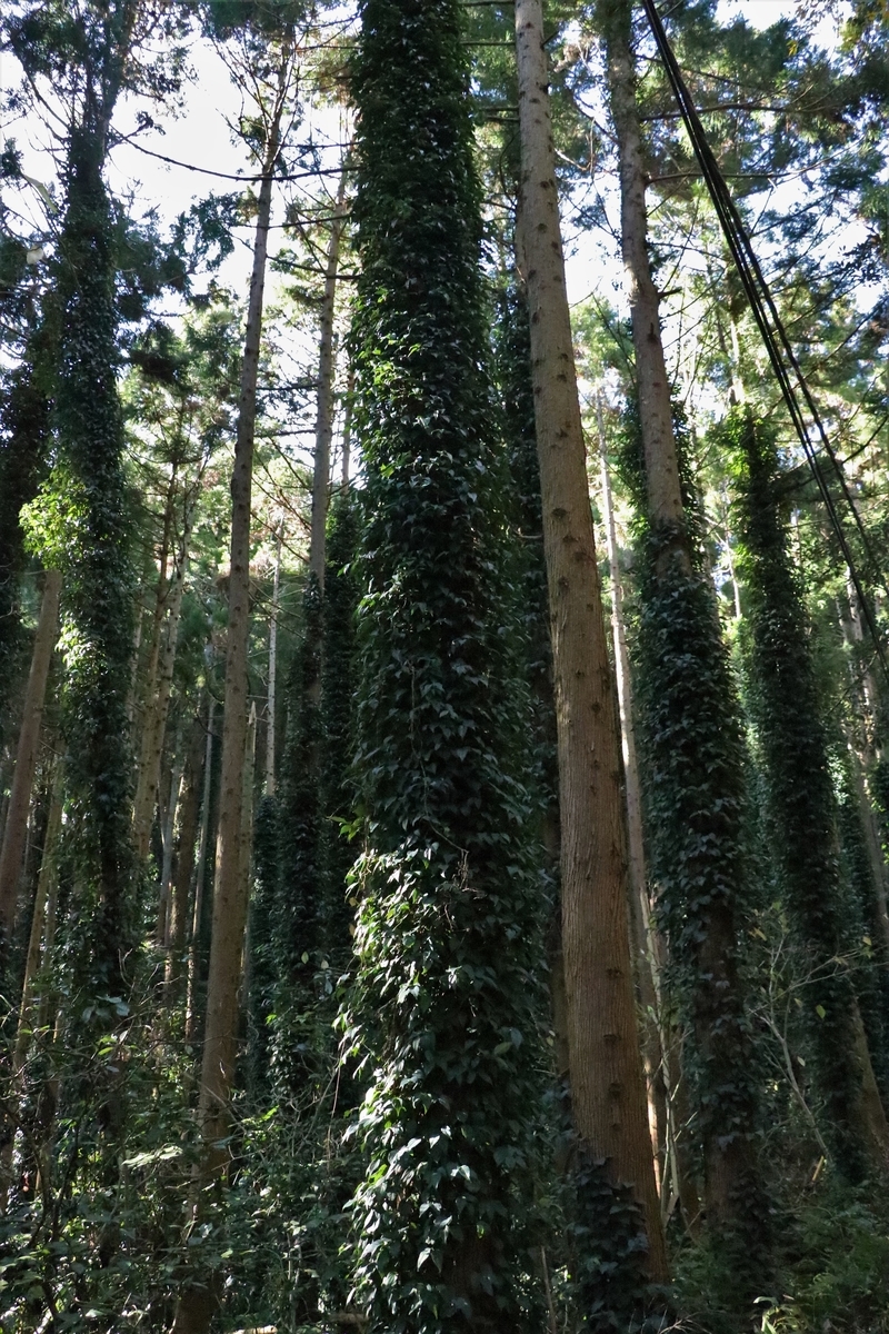f:id:mountori:20210107190554j:plain