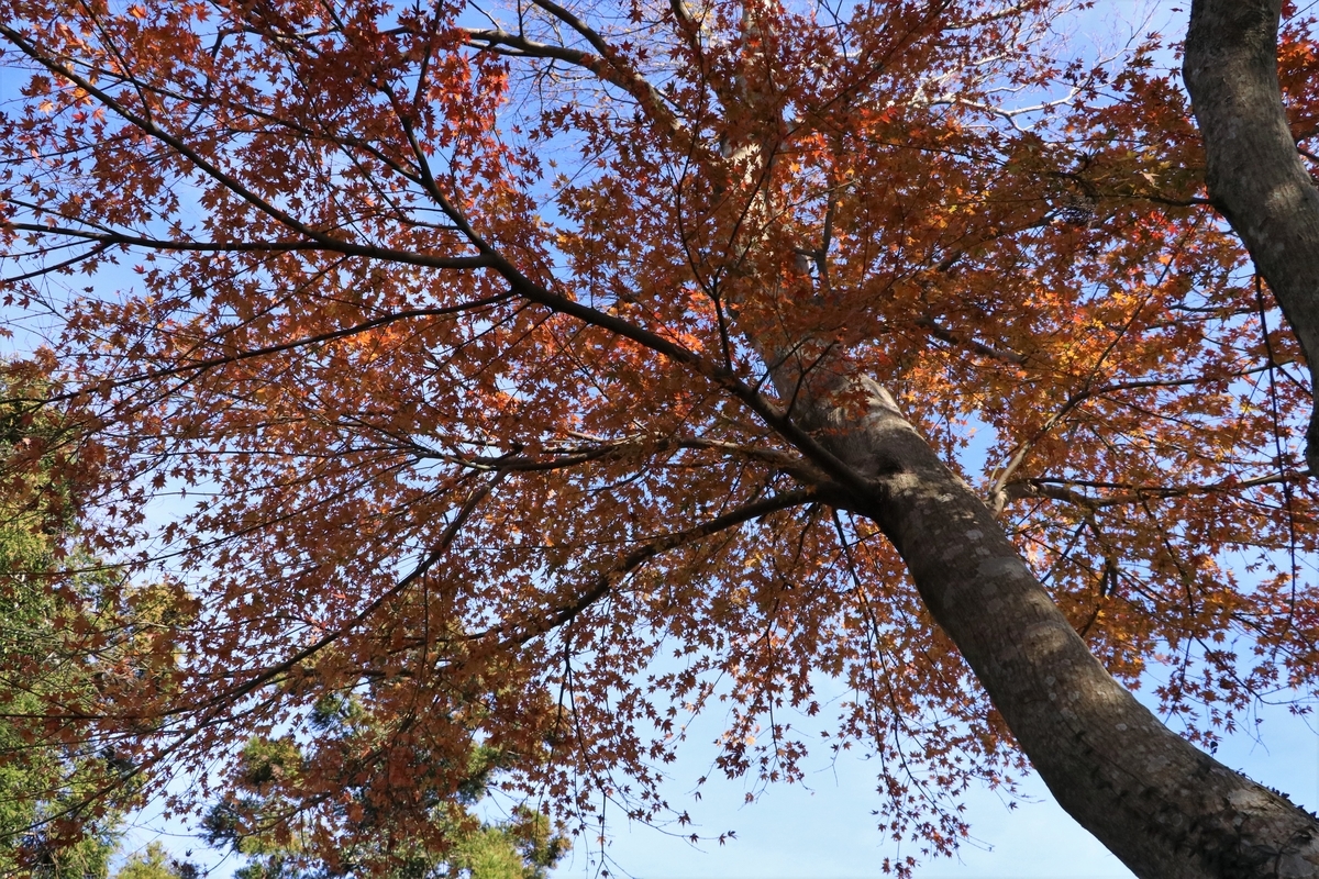 f:id:mountori:20210107193812j:plain