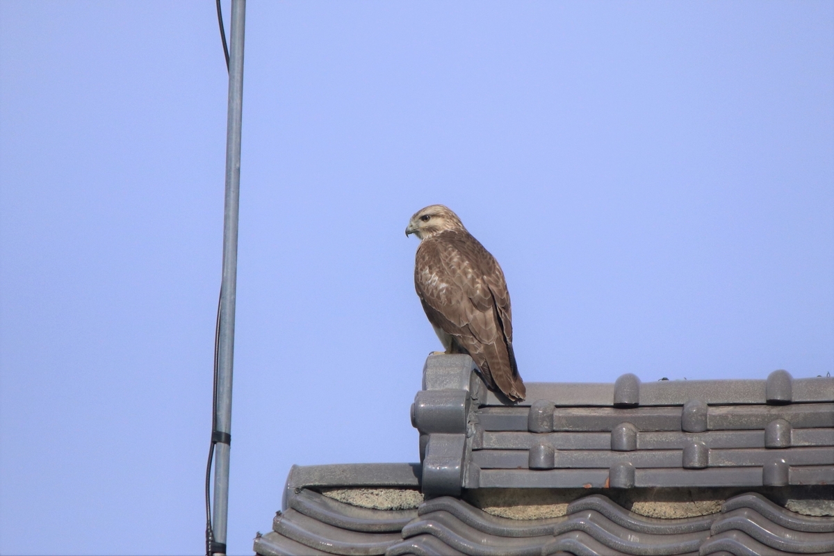 f:id:mountori:20210107201228j:plain