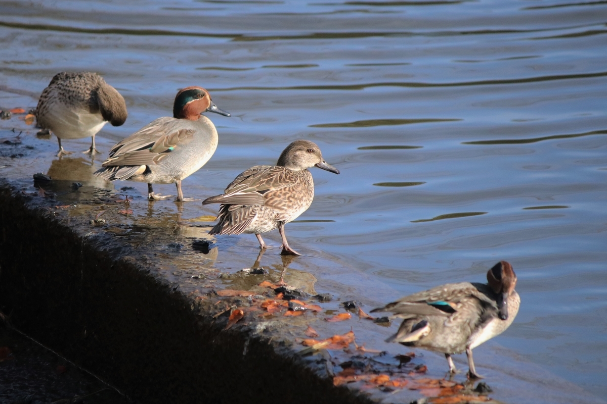 f:id:mountori:20210109183310j:plain