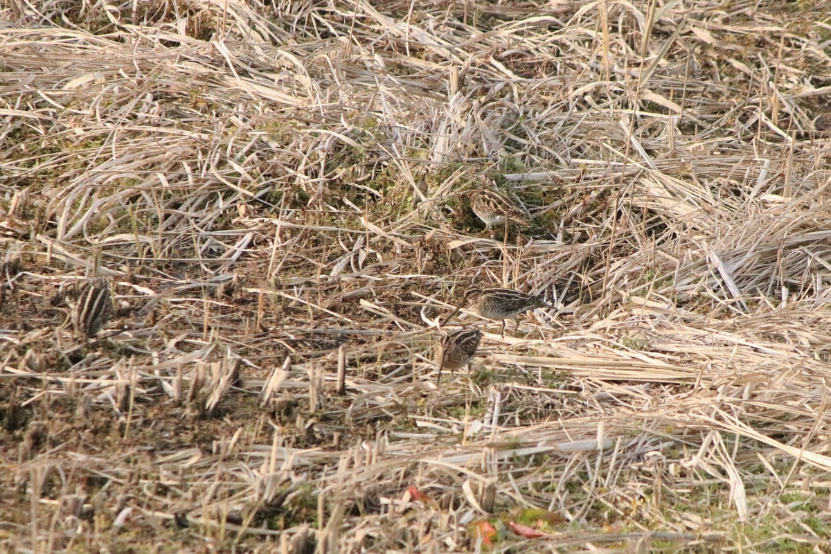 f:id:mountori:20210109183353j:plain