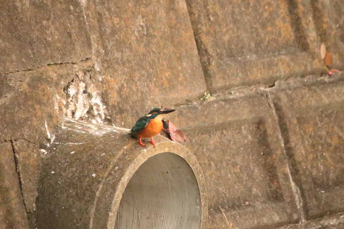 f:id:mountori:20210109184321j:plain