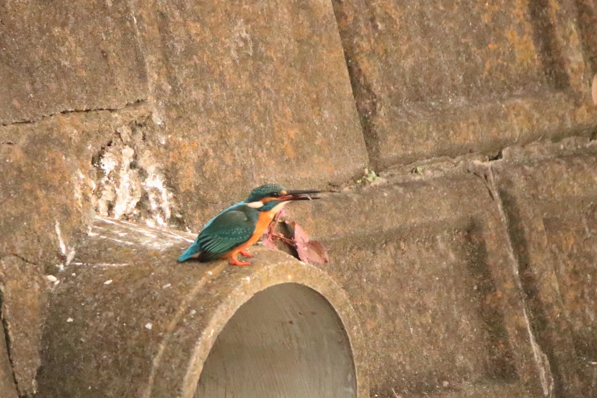 f:id:mountori:20210109184849j:plain