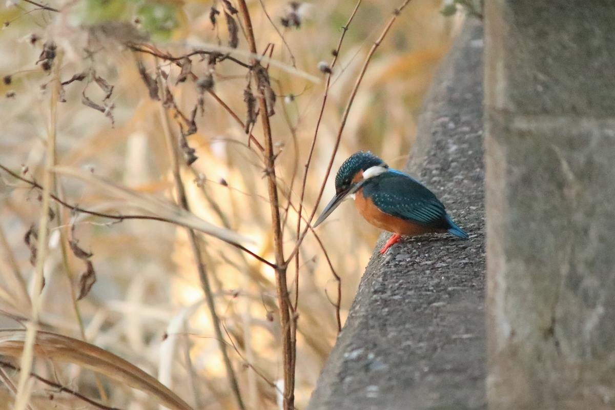 f:id:mountori:20210109185359j:plain