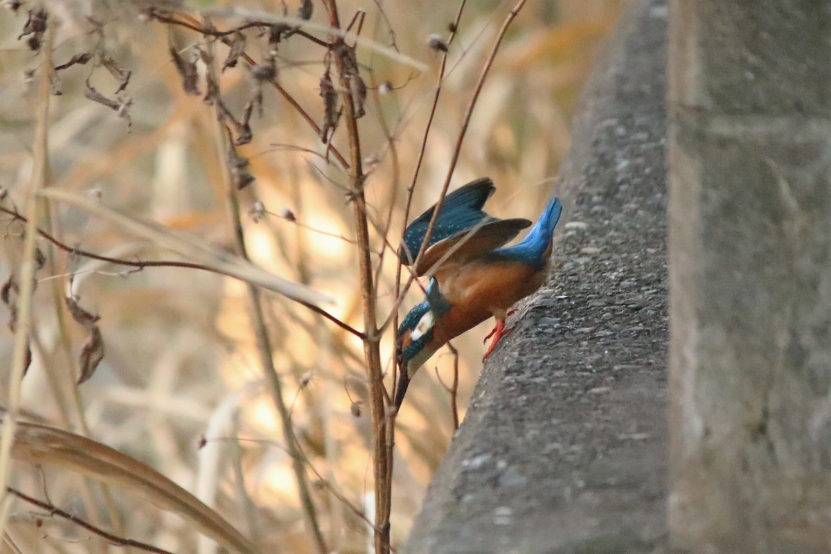 f:id:mountori:20210109185508j:plain