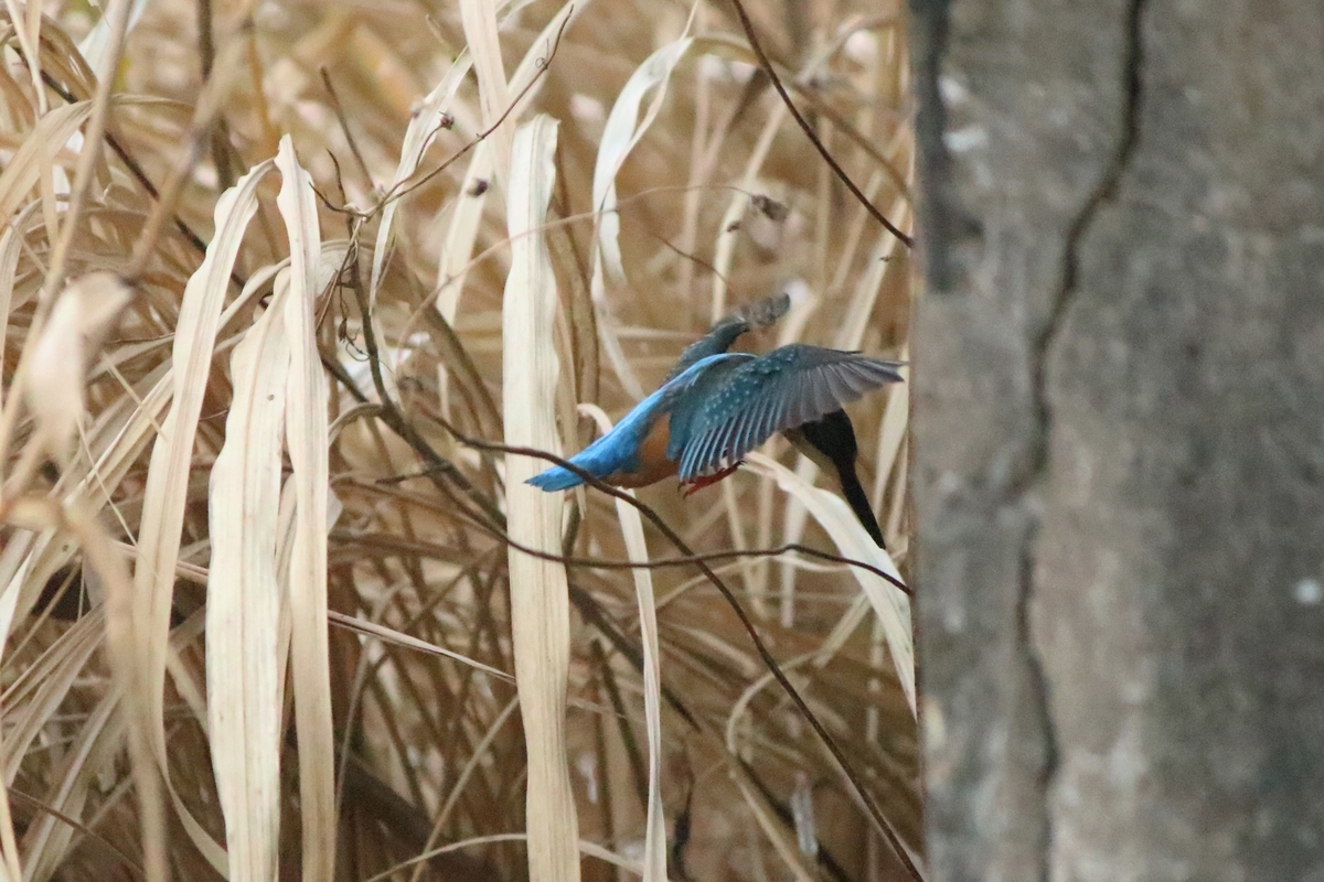 f:id:mountori:20210109185557j:plain