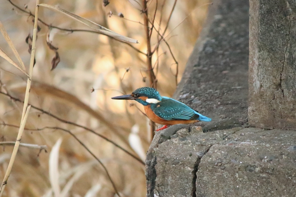 f:id:mountori:20210109185804j:plain