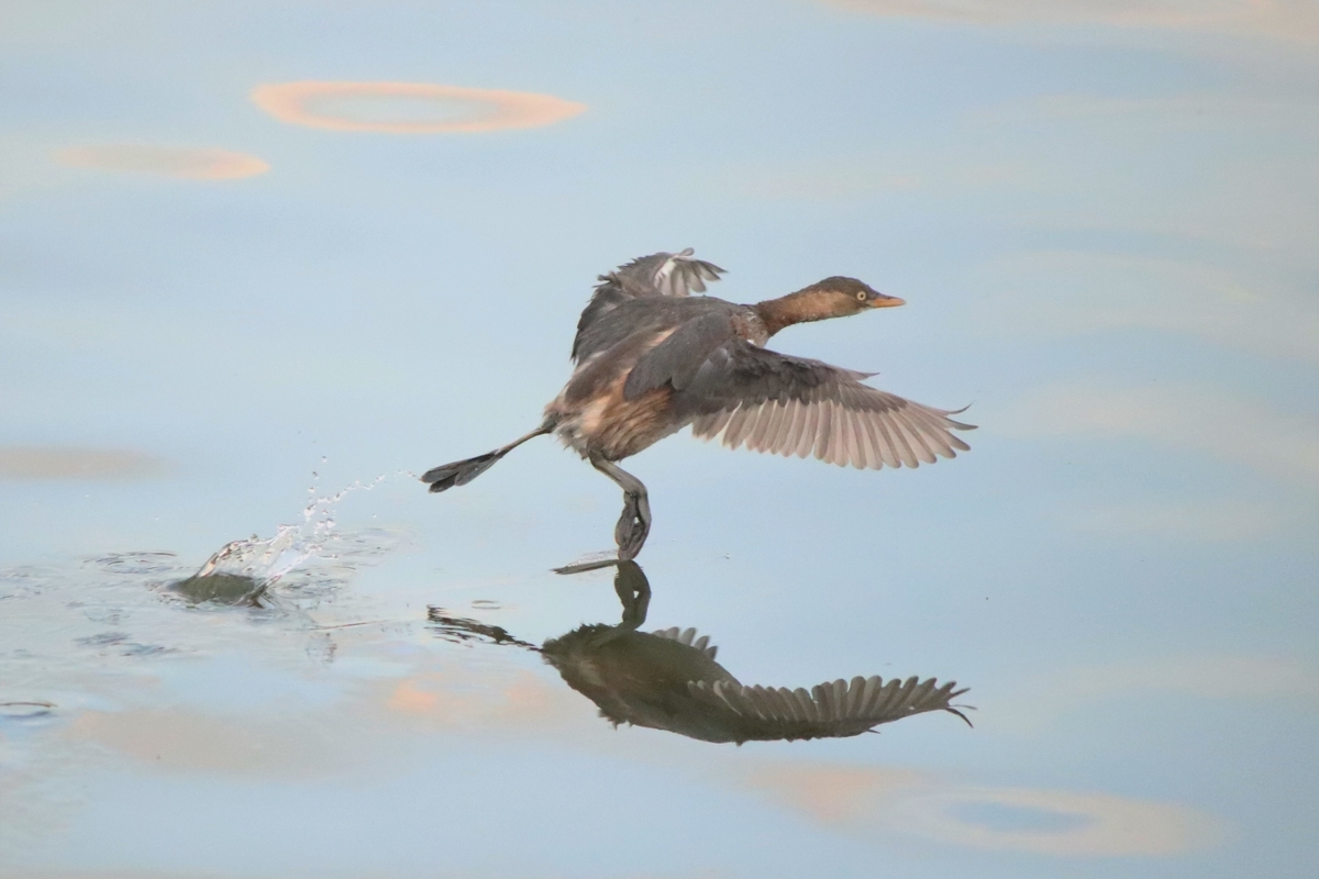 f:id:mountori:20210109185924j:plain