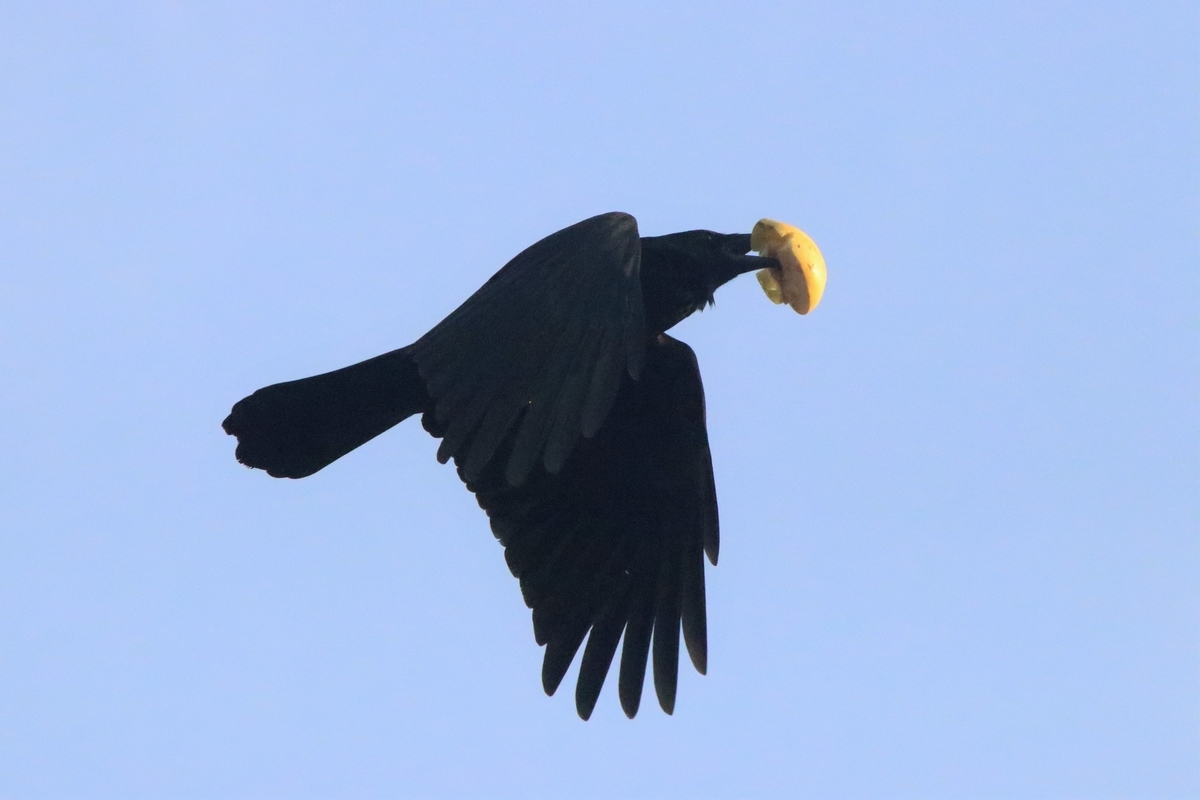 f:id:mountori:20210109190306j:plain