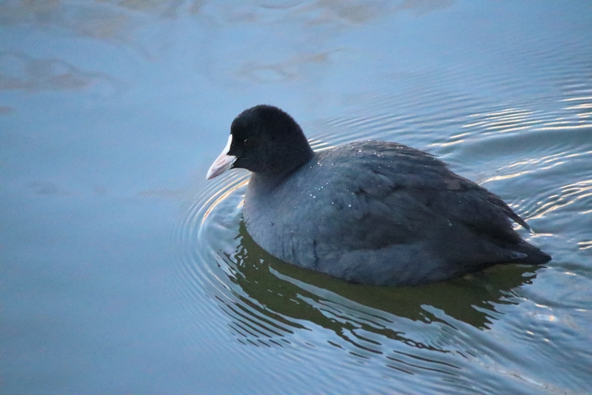 f:id:mountori:20210109190746j:plain