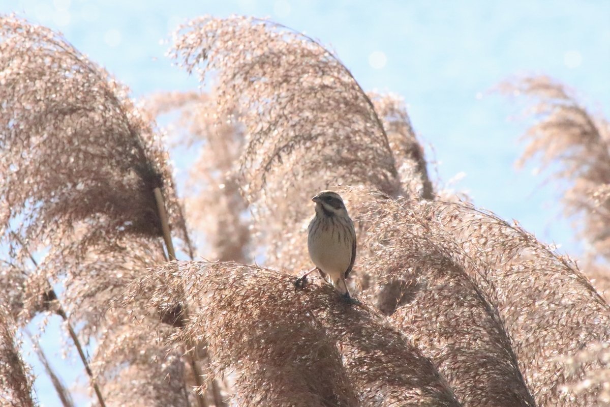 f:id:mountori:20210128205739j:plain