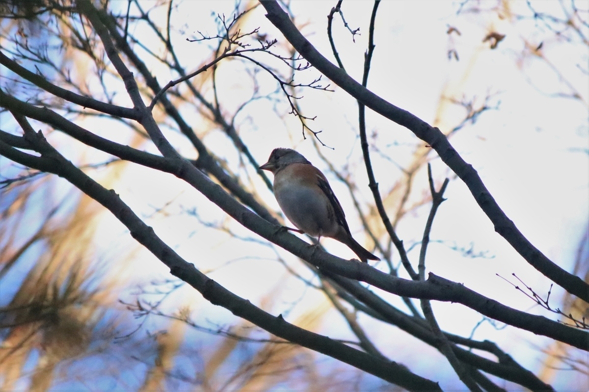f:id:mountori:20210128212532j:plain