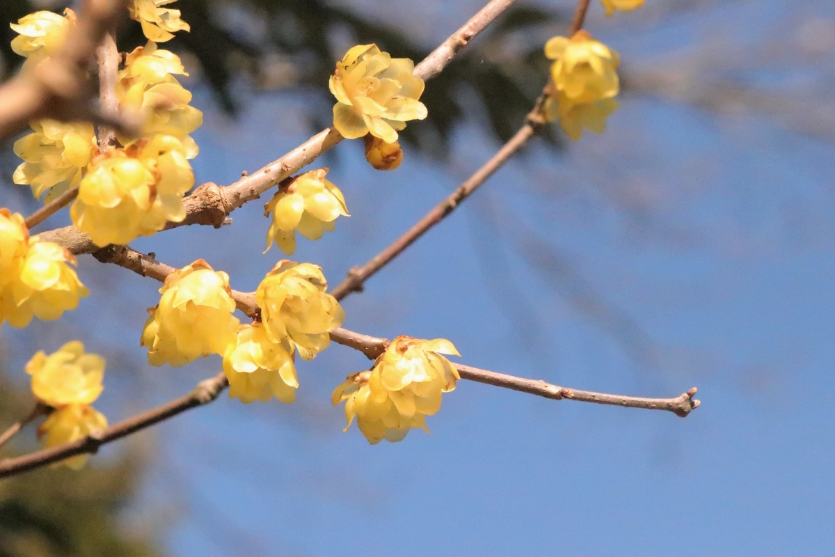 f:id:mountori:20210226141604j:plain