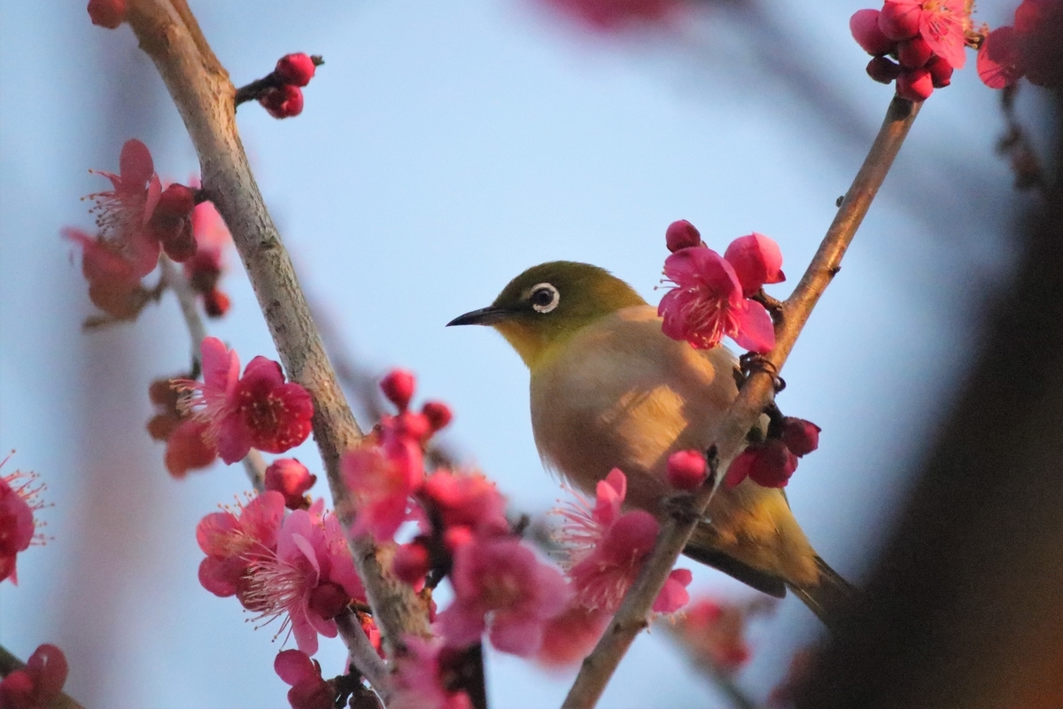 f:id:mountori:20210227133221j:plain