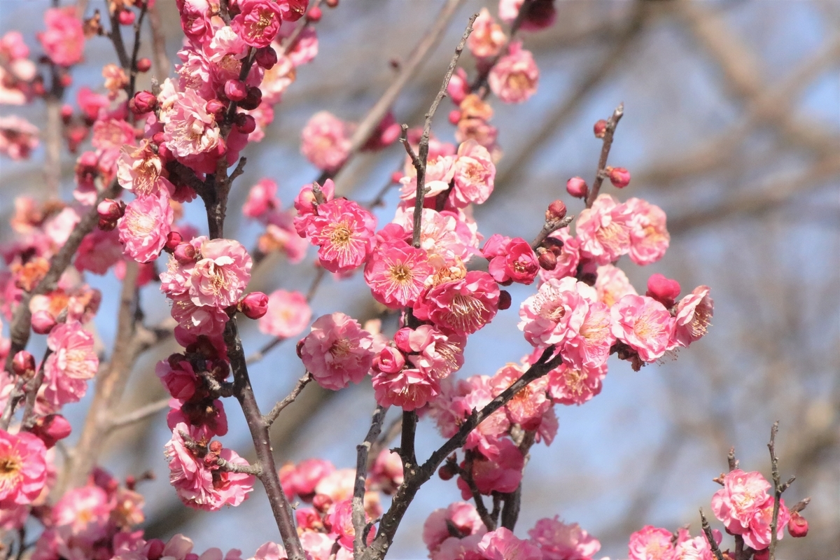 f:id:mountori:20210227134014j:plain