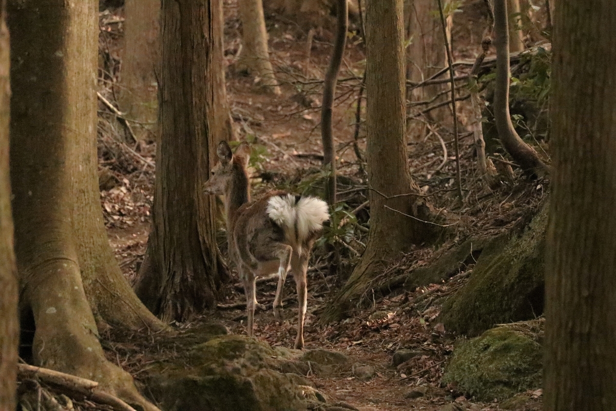 f:id:mountori:20210313191331j:plain