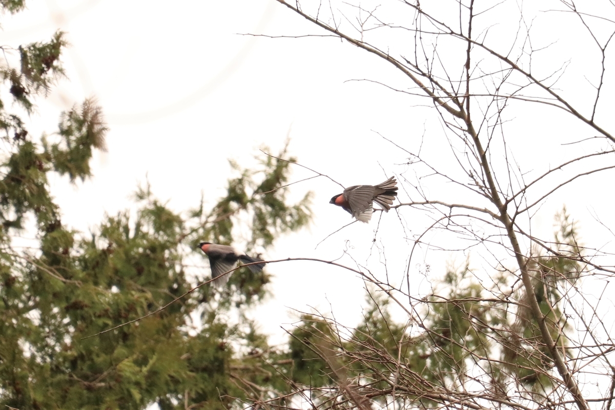 f:id:mountori:20210320185255j:plain