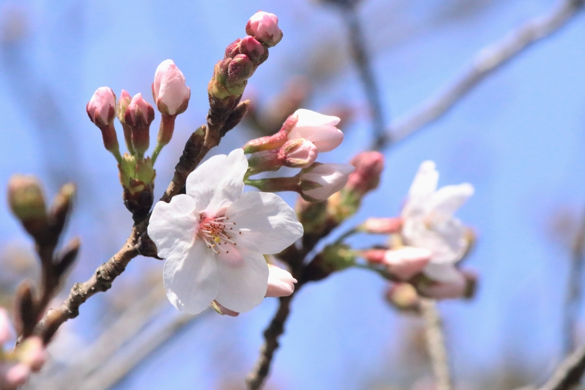 f:id:mountori:20210404154308j:plain