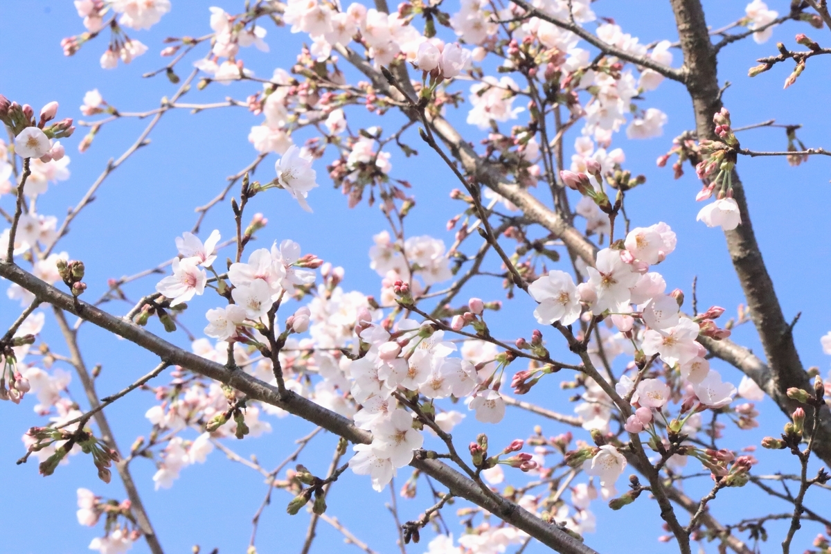 f:id:mountori:20210405121035j:plain