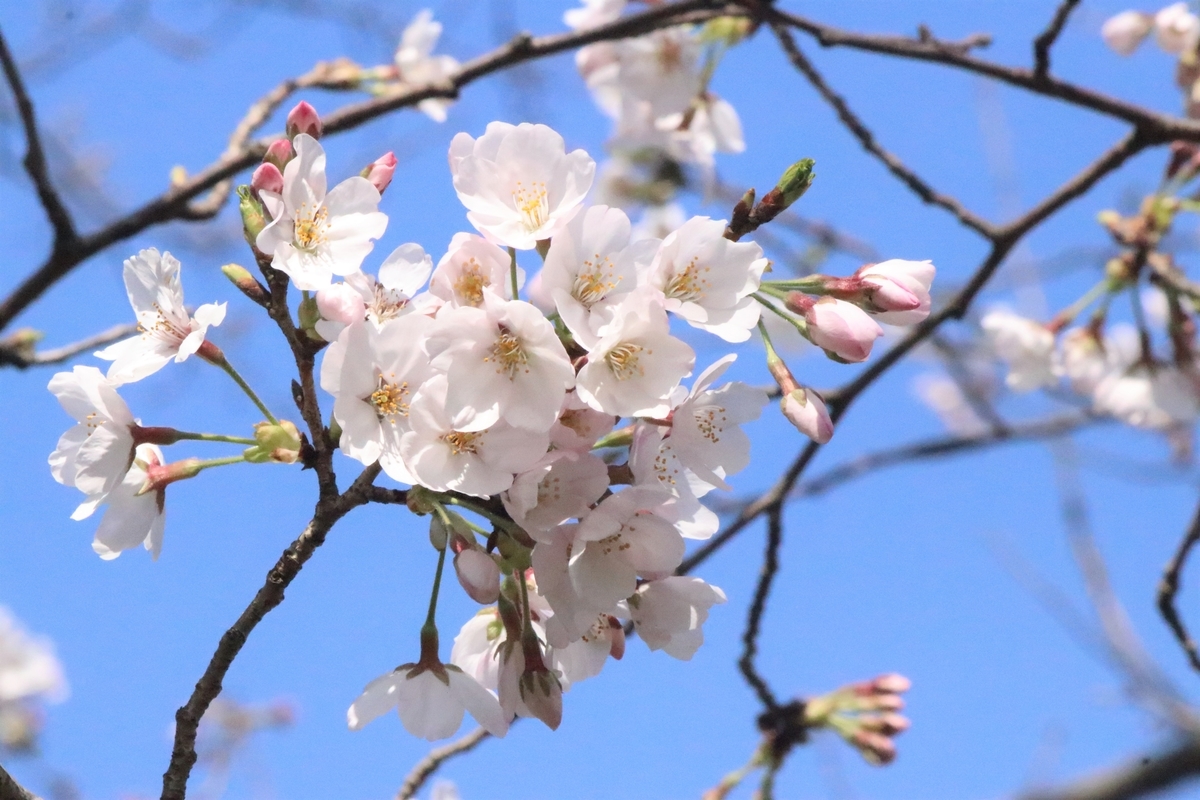 f:id:mountori:20210405121100j:plain