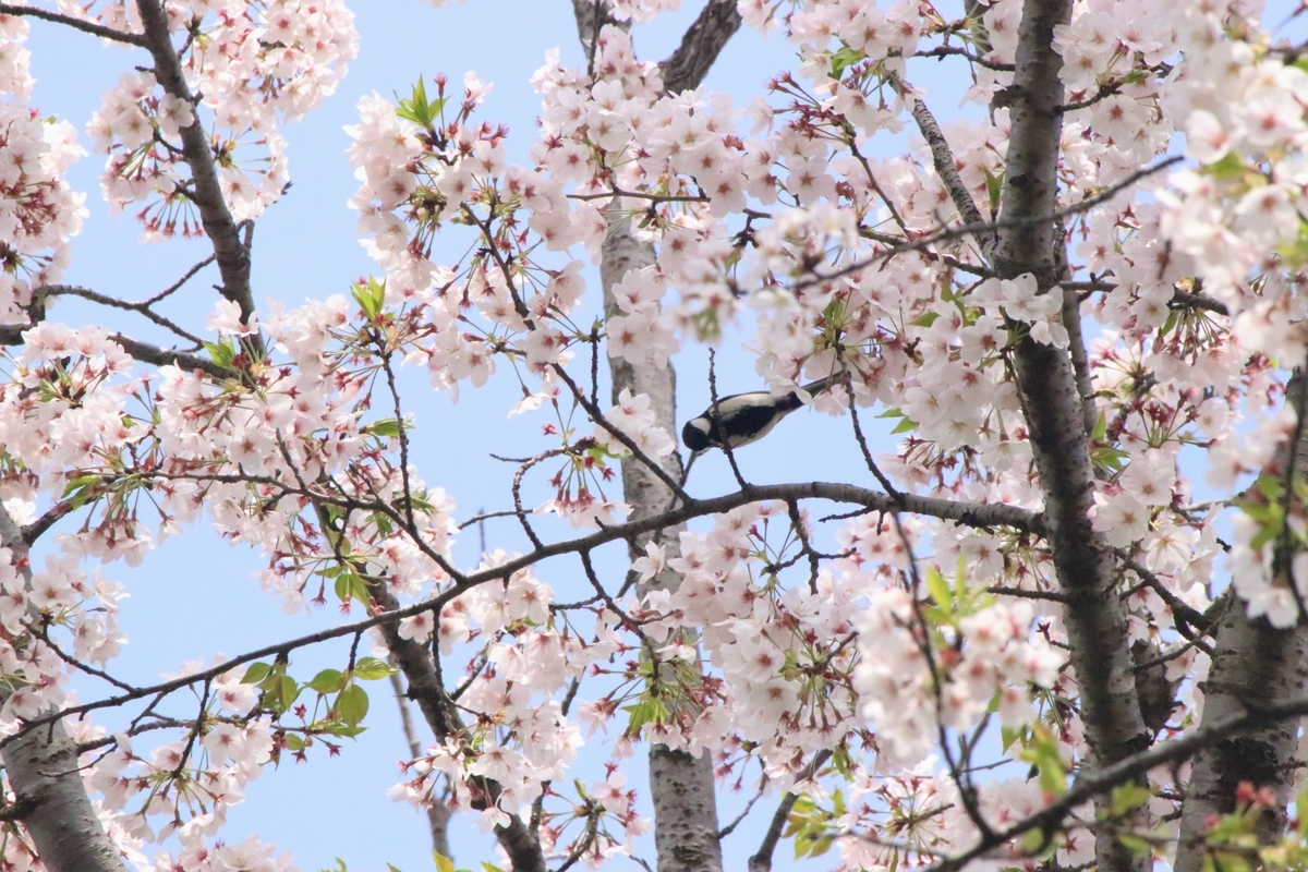 f:id:mountori:20210406215518j:plain