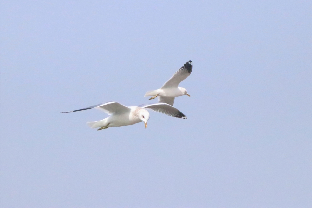 田んぼに集まるカモメと桜に集う小鳥たち - mountori －野鳥と登山のブログー