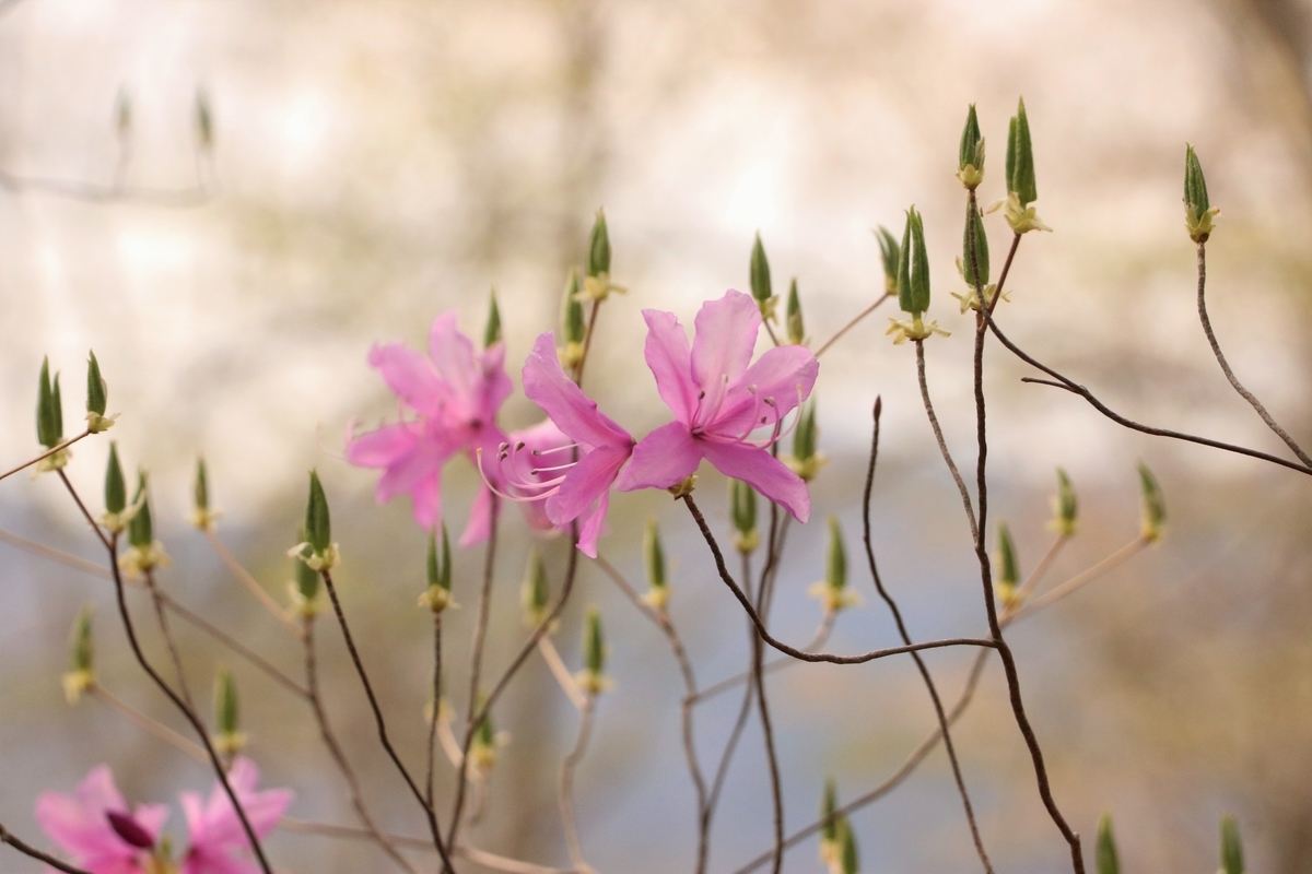 f:id:mountori:20210510205108j:plain