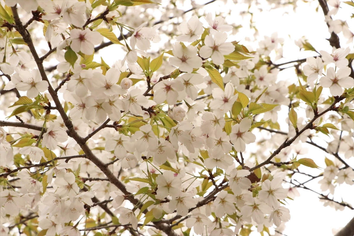 f:id:mountori:20210510211212j:plain