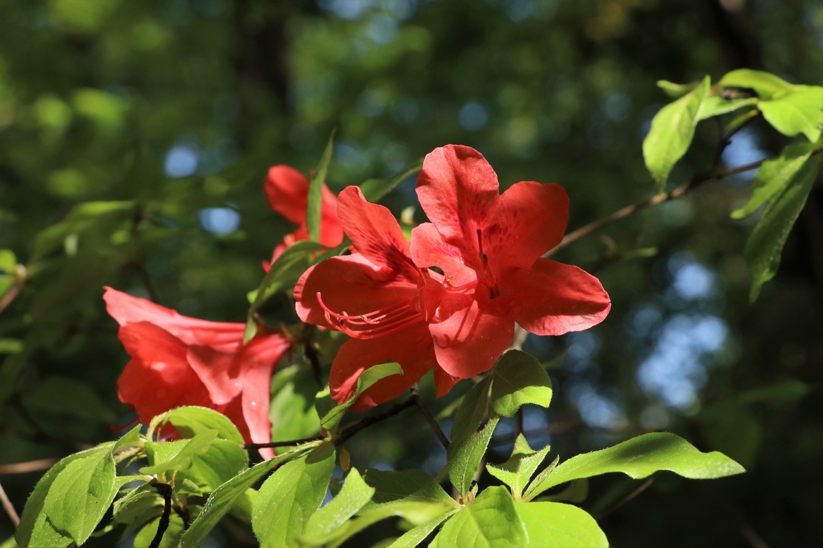 f:id:mountori:20210528174430j:plain