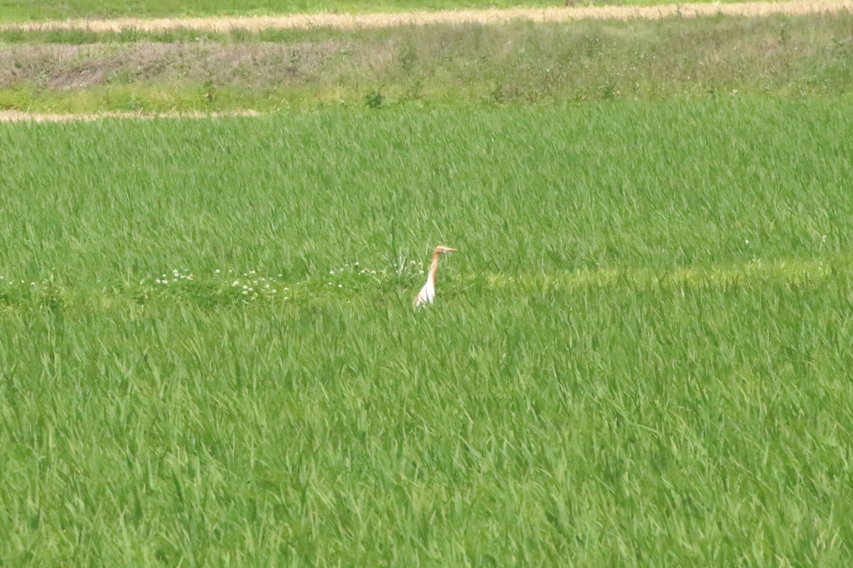 f:id:mountori:20210708184312j:plain