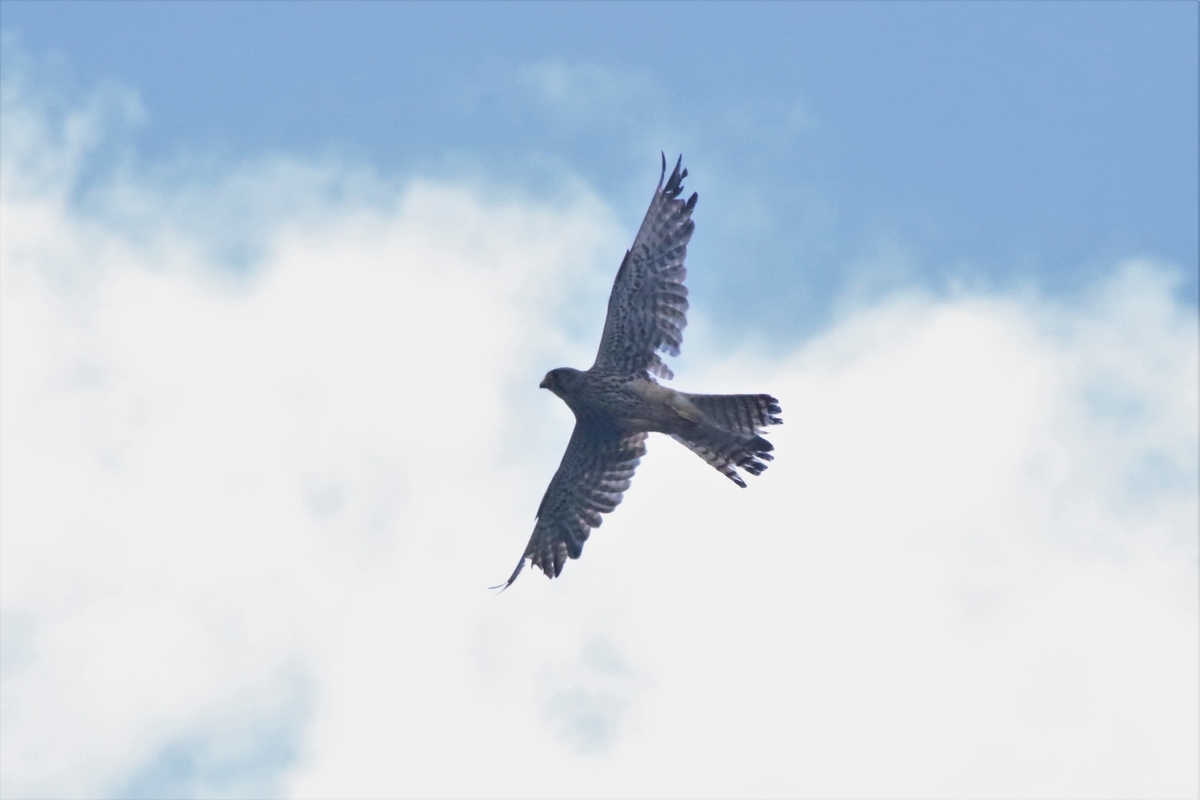 f:id:mountori:20210708184337j:plain