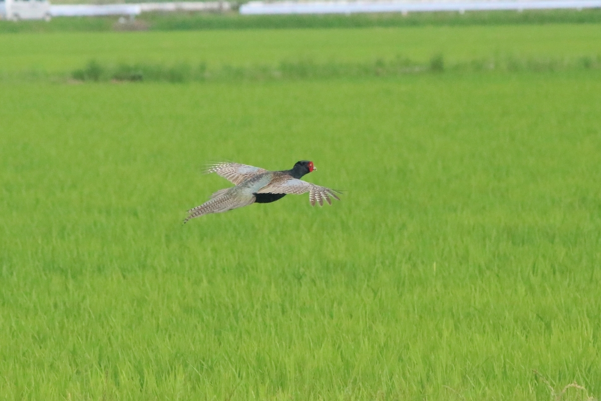 f:id:mountori:20210708184532j:plain