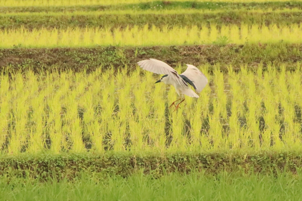 f:id:mountori:20210708184926j:plain