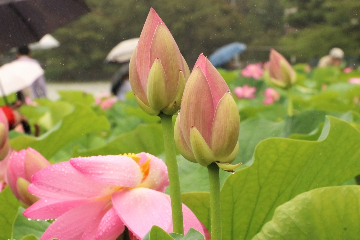 f:id:mountori:20210716145248j:plain