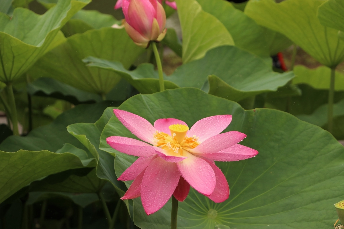 f:id:mountori:20210716150117j:plain
