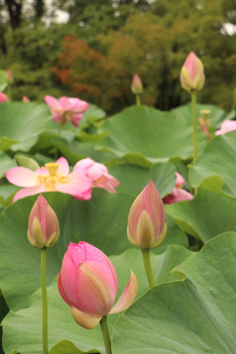 f:id:mountori:20210716150148j:plain