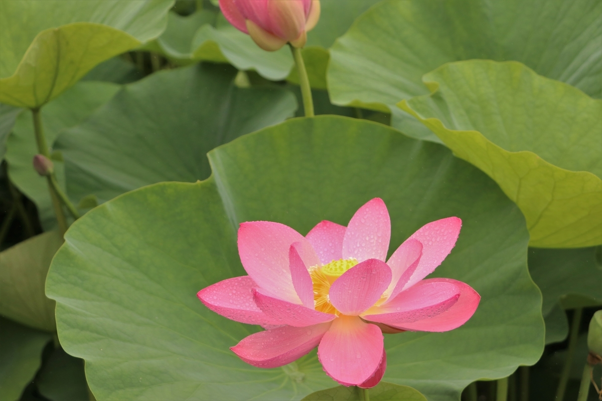 f:id:mountori:20210716150455j:plain