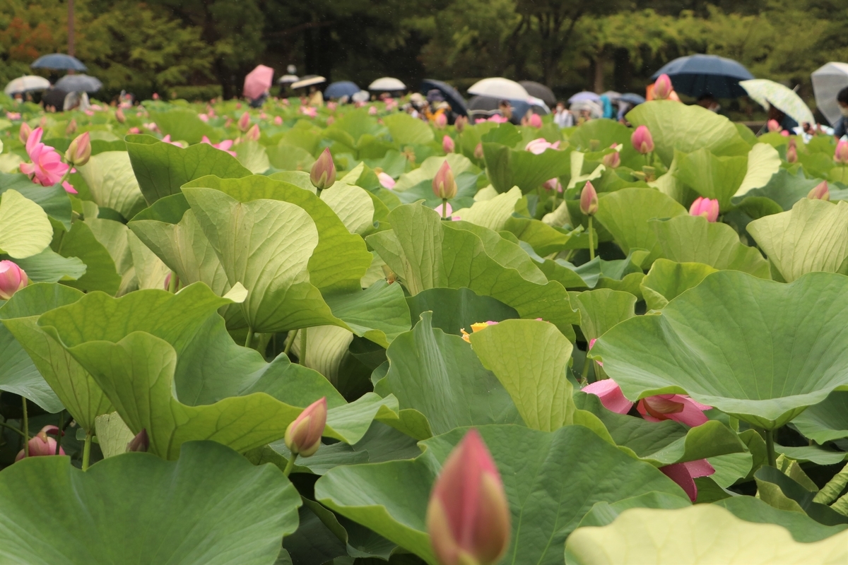 f:id:mountori:20210716150543j:plain