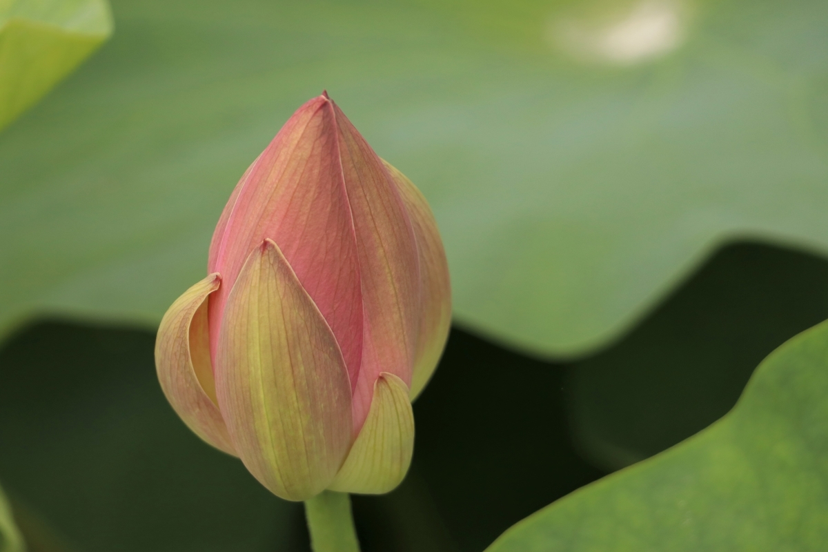 f:id:mountori:20210716152010j:plain
