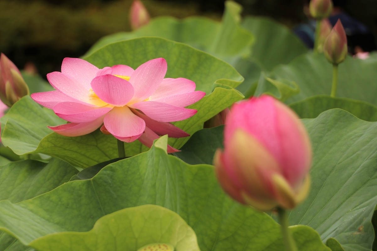 f:id:mountori:20210716152124j:plain