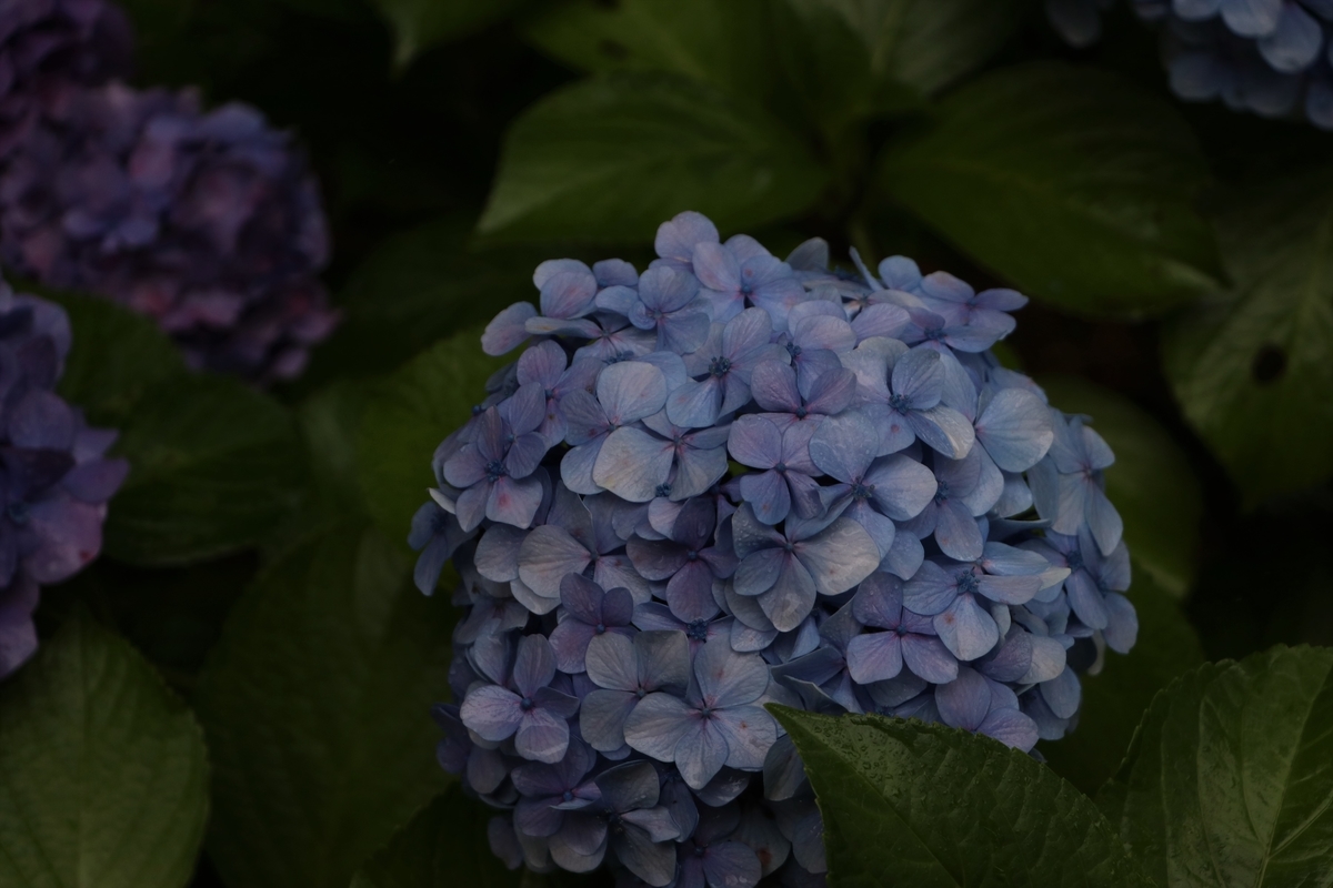f:id:mountori:20210717113908j:plain