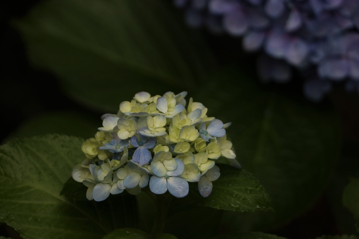 f:id:mountori:20210717114119j:plain