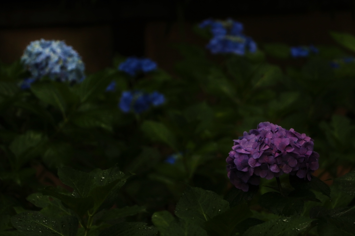 f:id:mountori:20210717114213j:plain