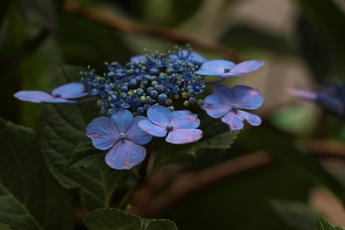 f:id:mountori:20210717115856j:plain