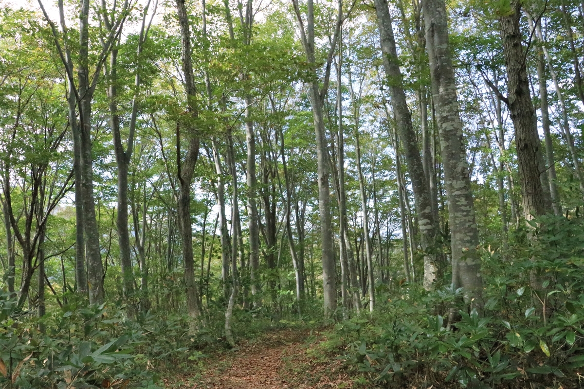 f:id:mountori:20220108223457j:plain
