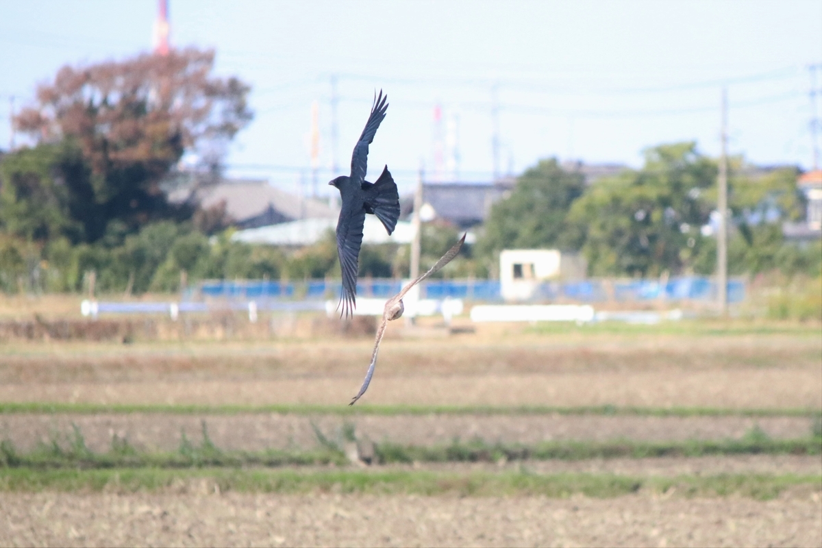 f:id:mountori:20220111213829j:plain