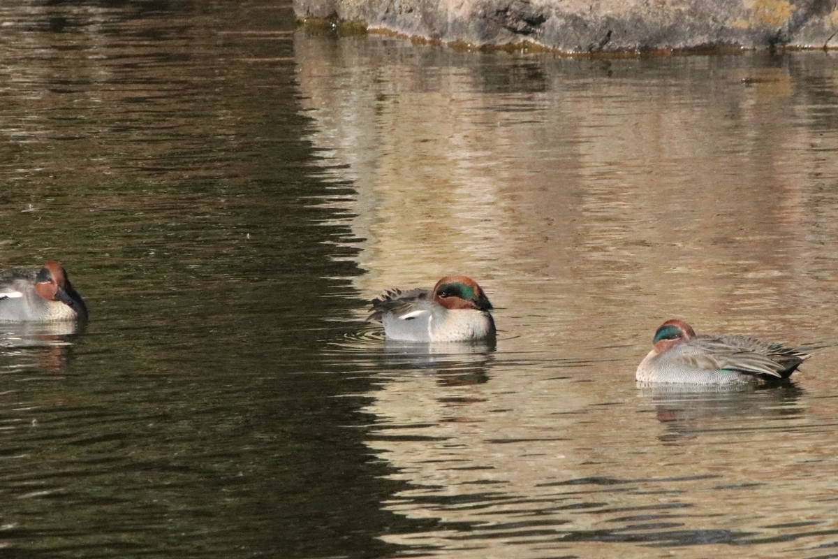 f:id:mountori:20220121223408j:plain