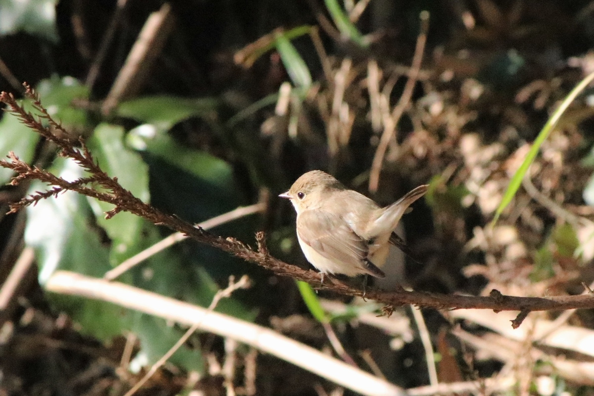 f:id:mountori:20220121224223j:plain