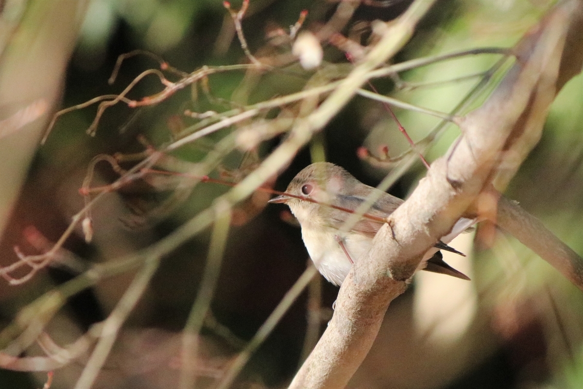 f:id:mountori:20220121224543j:plain