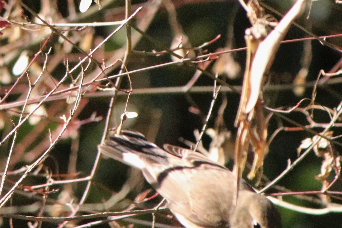 f:id:mountori:20220121225421j:plain